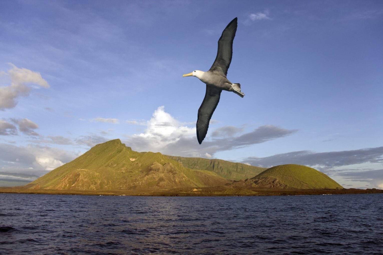 Black browed Albatross flying near the Ecuador Volcano on Isabella Island in the Galapagos Islands. The least active of the 6 volcanos on Isabella, it has an asymetrical shape due to the collapse and erosion of it's western side. It is exactly on the ecuator and is the youngest of the volcanos on Isabella Island.