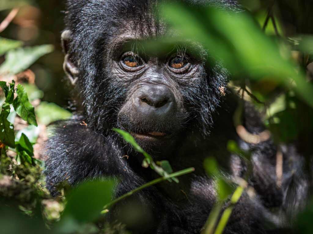 African Gorilla Trek Rwanda