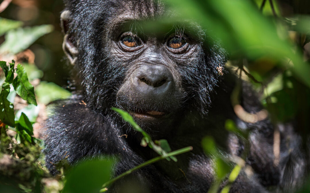 African Gorilla Trek Rwanda