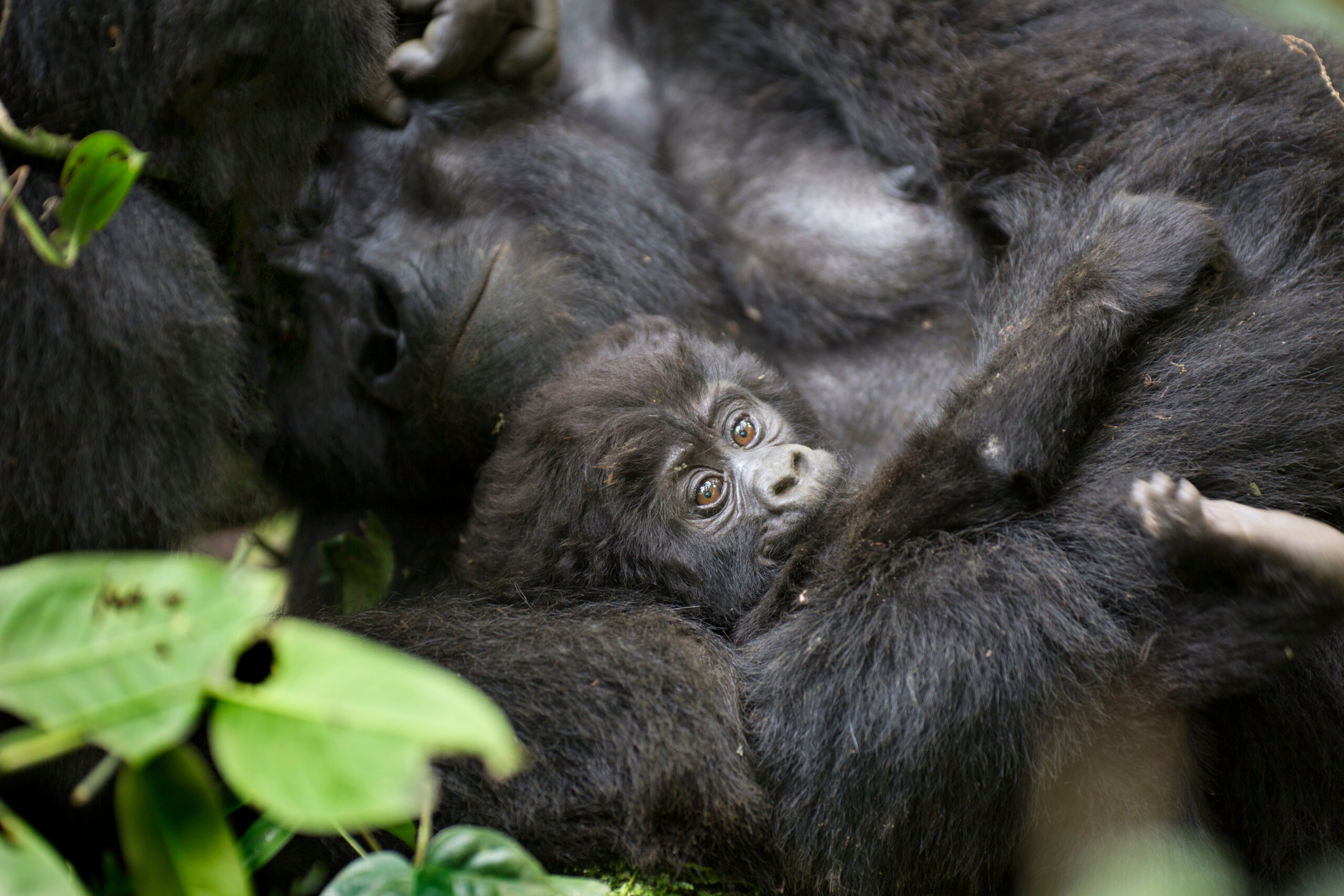 Family of Gorillas in Rwanda