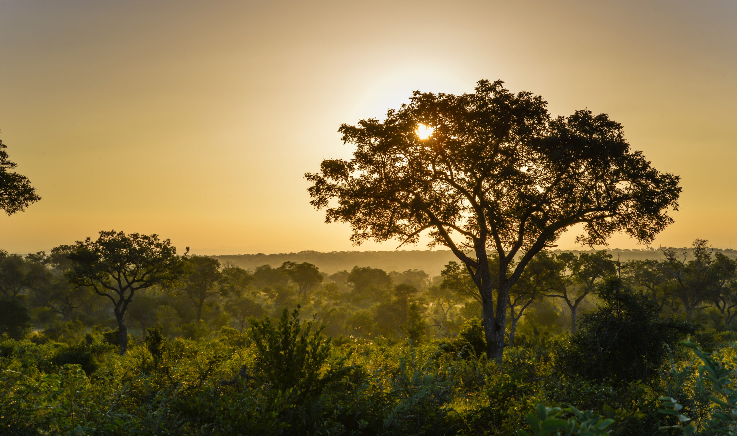 Go on an exclusive safari in South Africa’s Sabi Sands Game Reserve with one of our luxury South Africa tours.