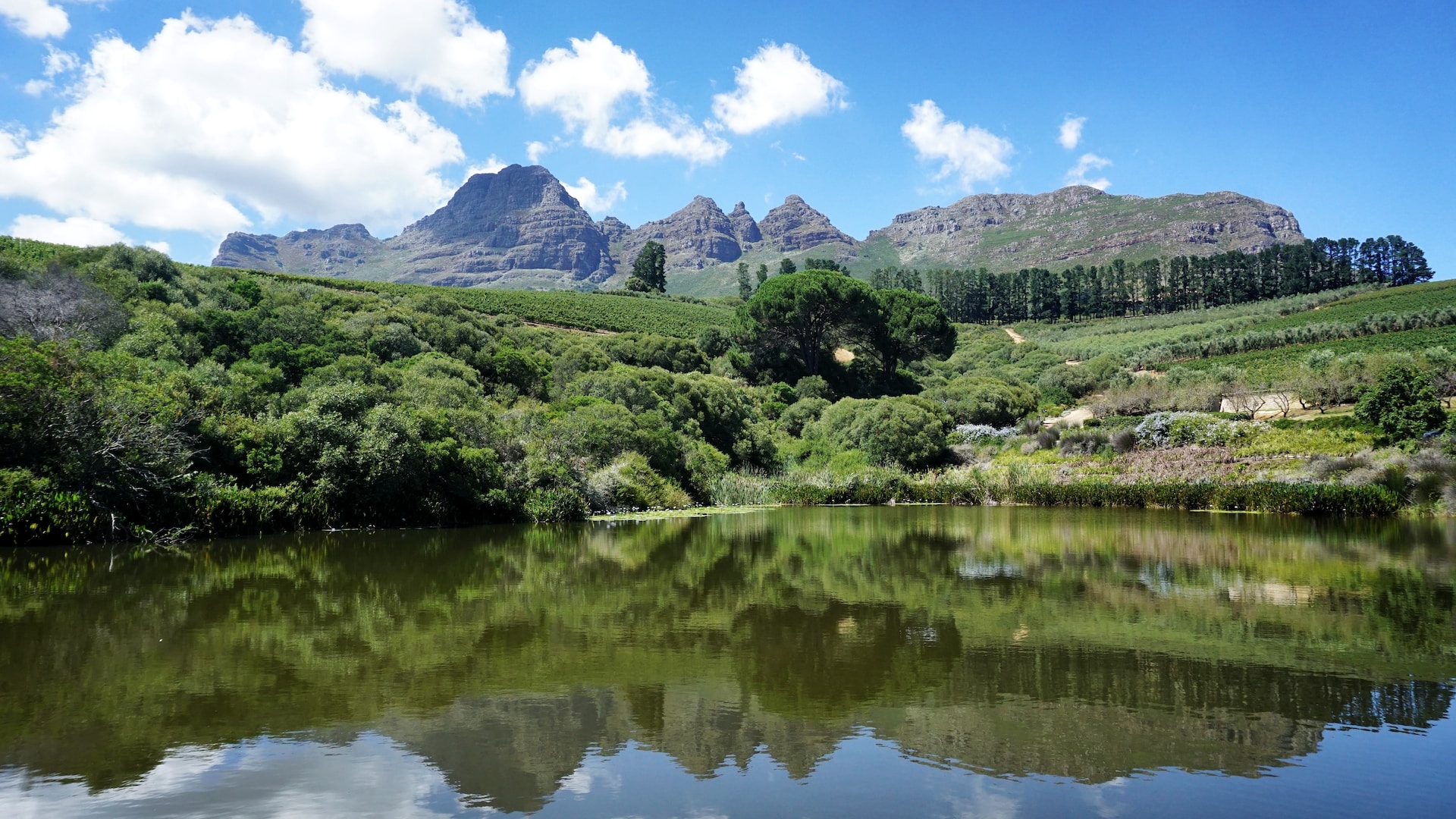 Visit Stellenbosch and Franschhoek Valleys in Cape Winelands 