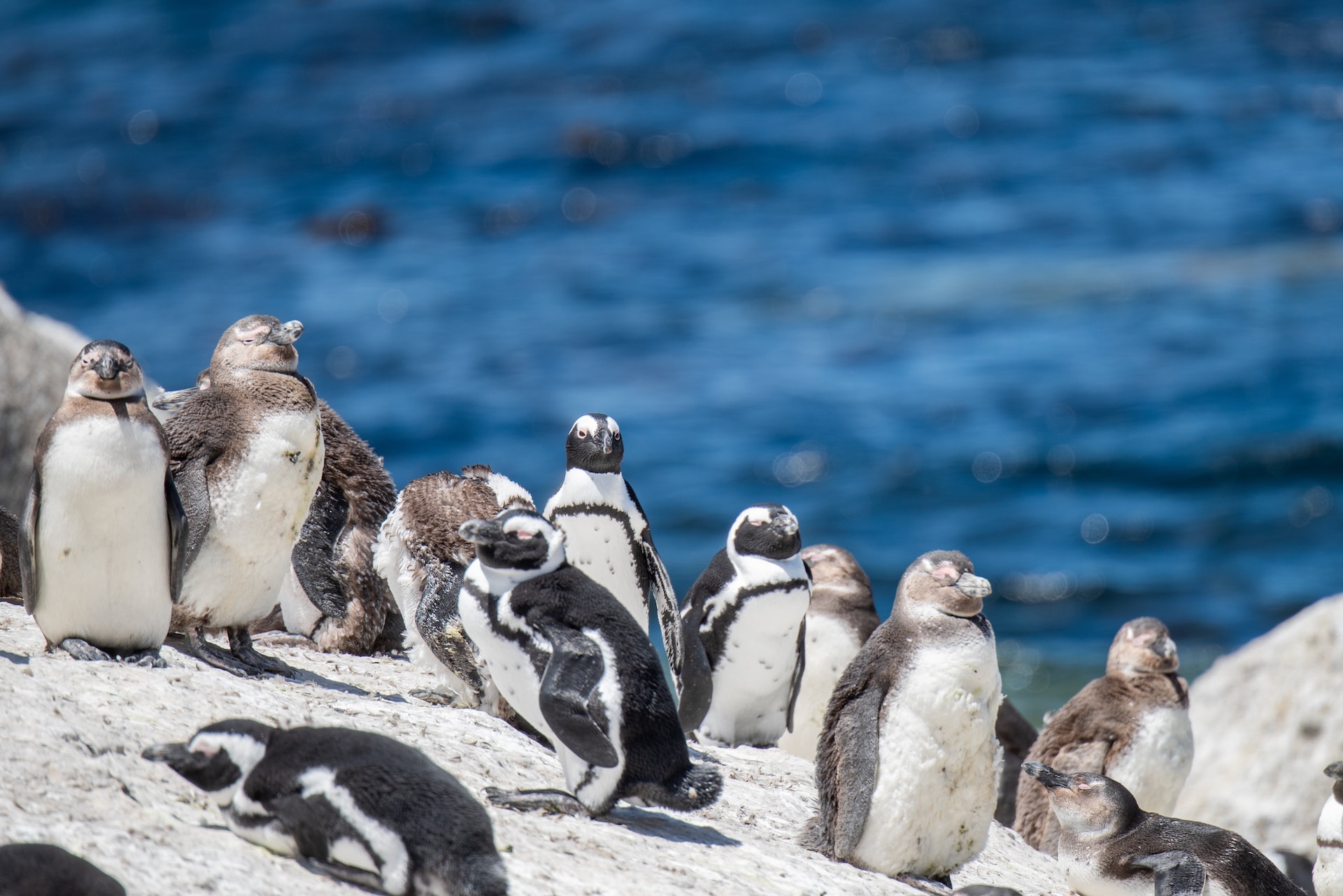 Boulders Beach near Simon's Town 