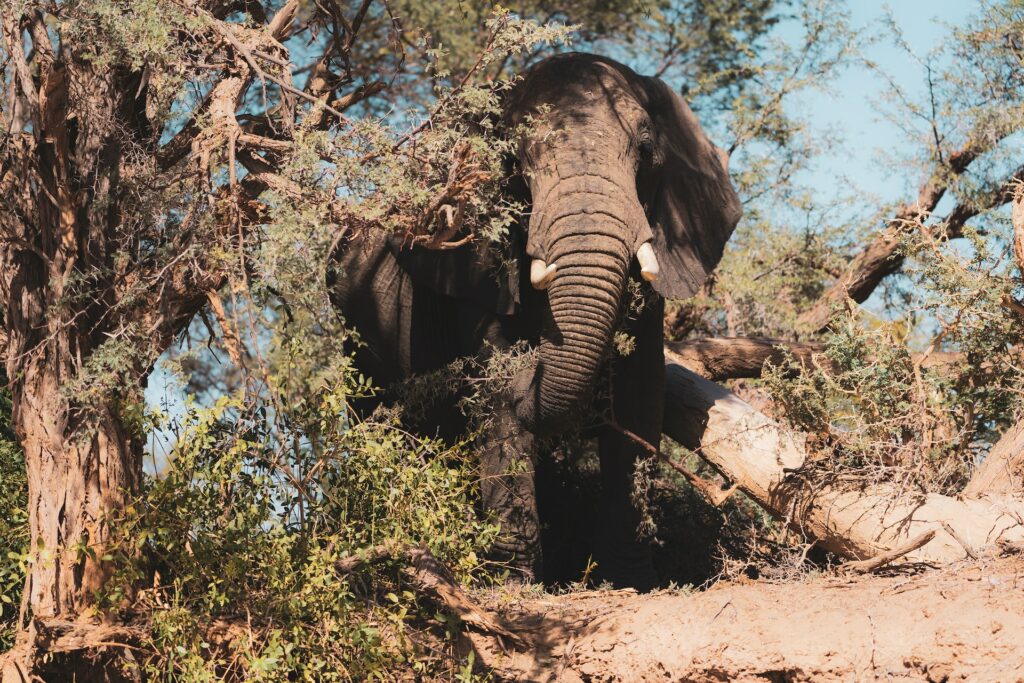 African Elephants: Namibia’s diverse habitats support both savannah and desert-adapted elephants. Etosha National Park and Damaraland are excellent places to witness these majestic creatures.