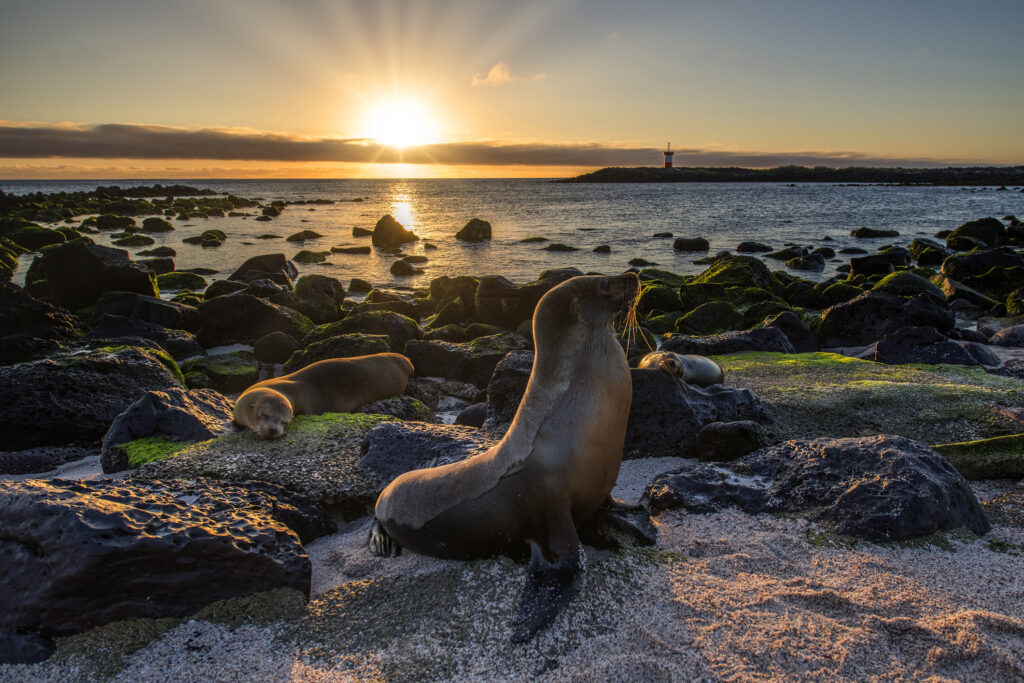 The Gay Traveler's Guide to the Wildlife of Galapagos Islands