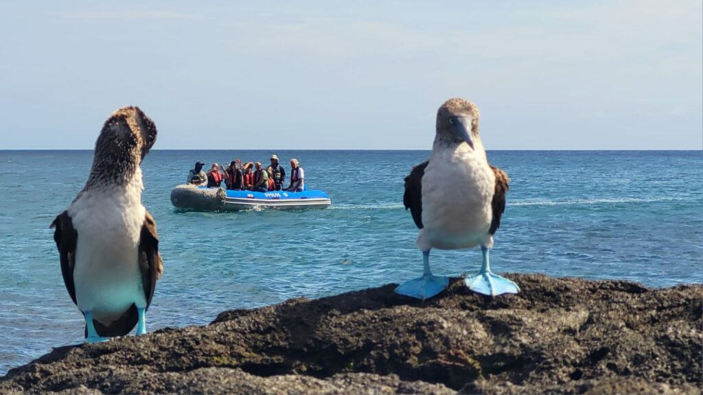 Activities and Experiences on your Luxury Gay Cruise in Galapagos Islands- birds wathching 