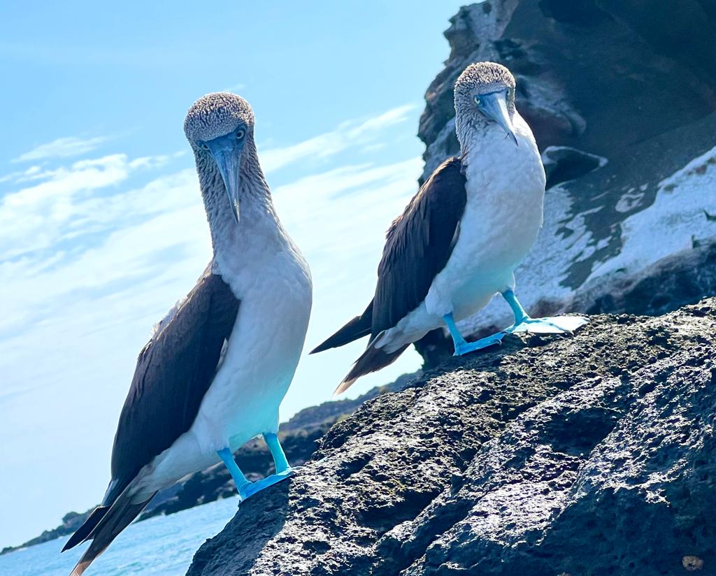 Blue-footed boobiesThe Gay Traveler's Guide to the Wildlife of Galapagos Islands 45
