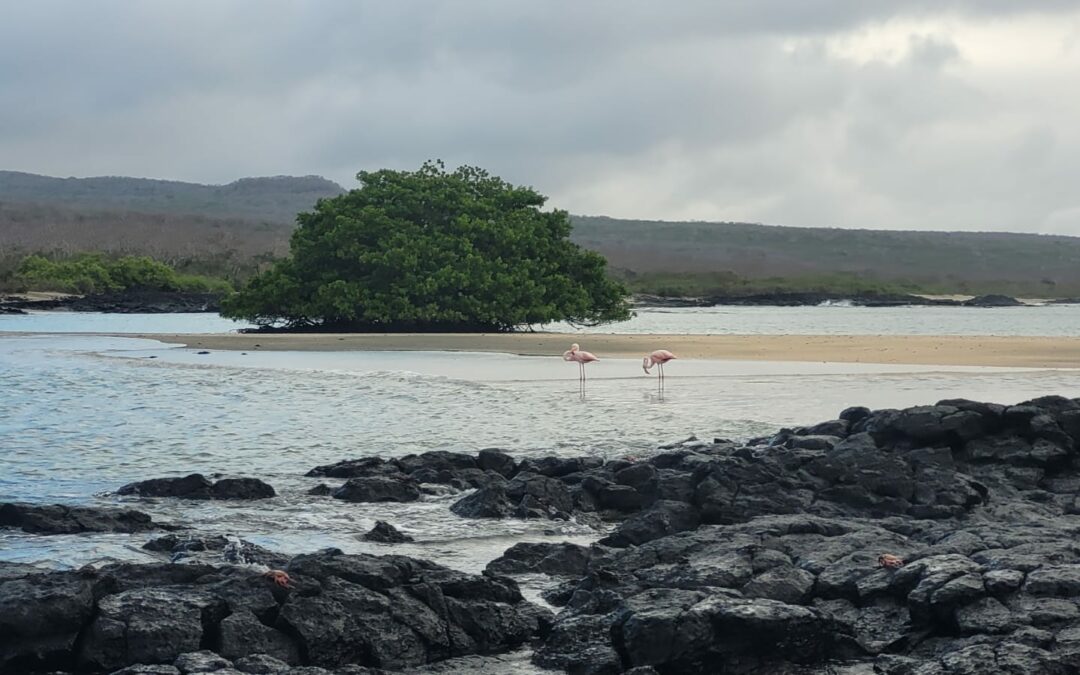 Stargazing and Nighttime Wildlife Encounters on a Galapagos Islands Luxury Tour