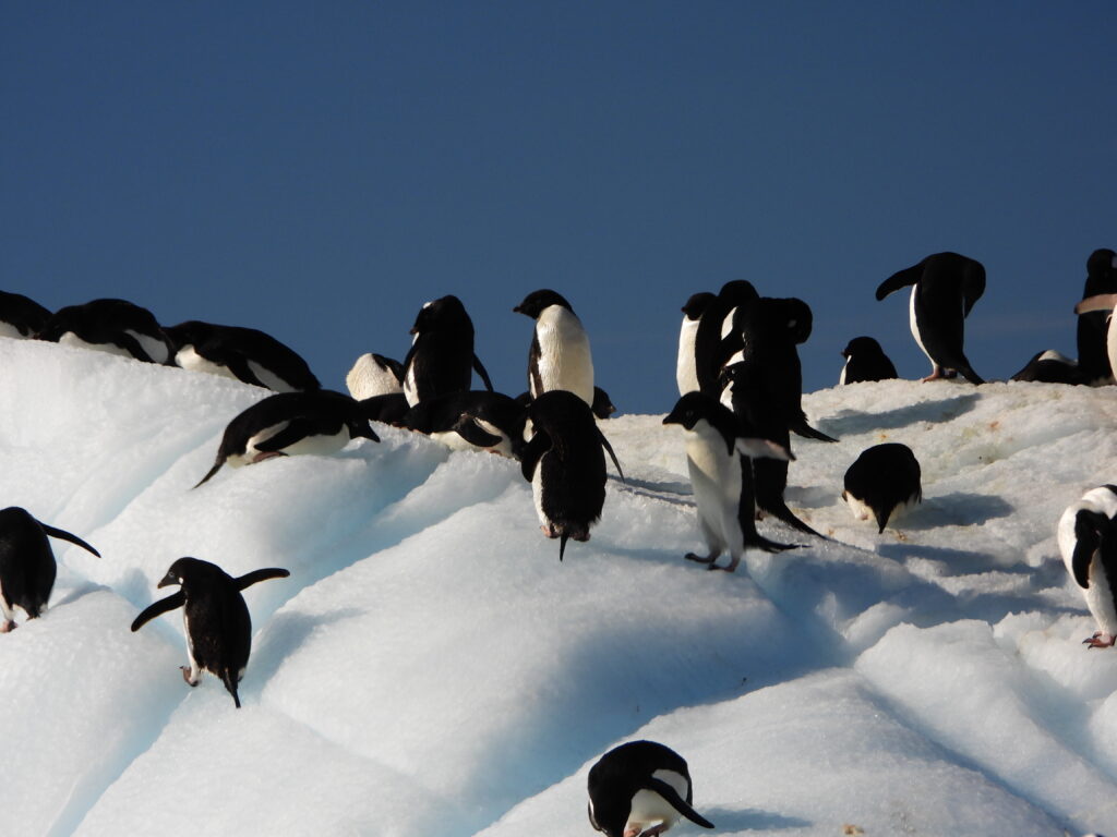  Adélie Penguin - Travel to Antarctica: Wildlife, Wonders, and Shared Experiences for Gay Travelers on a Luxury Tour