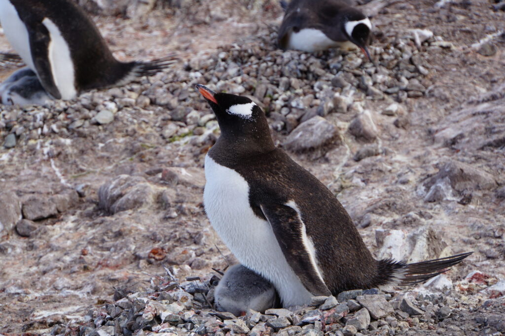 Gentoo Penguin - Travel to Antarctica: Wildlife, Wonders, and Shared Experiences for Gay Travelers on a Luxury Tour