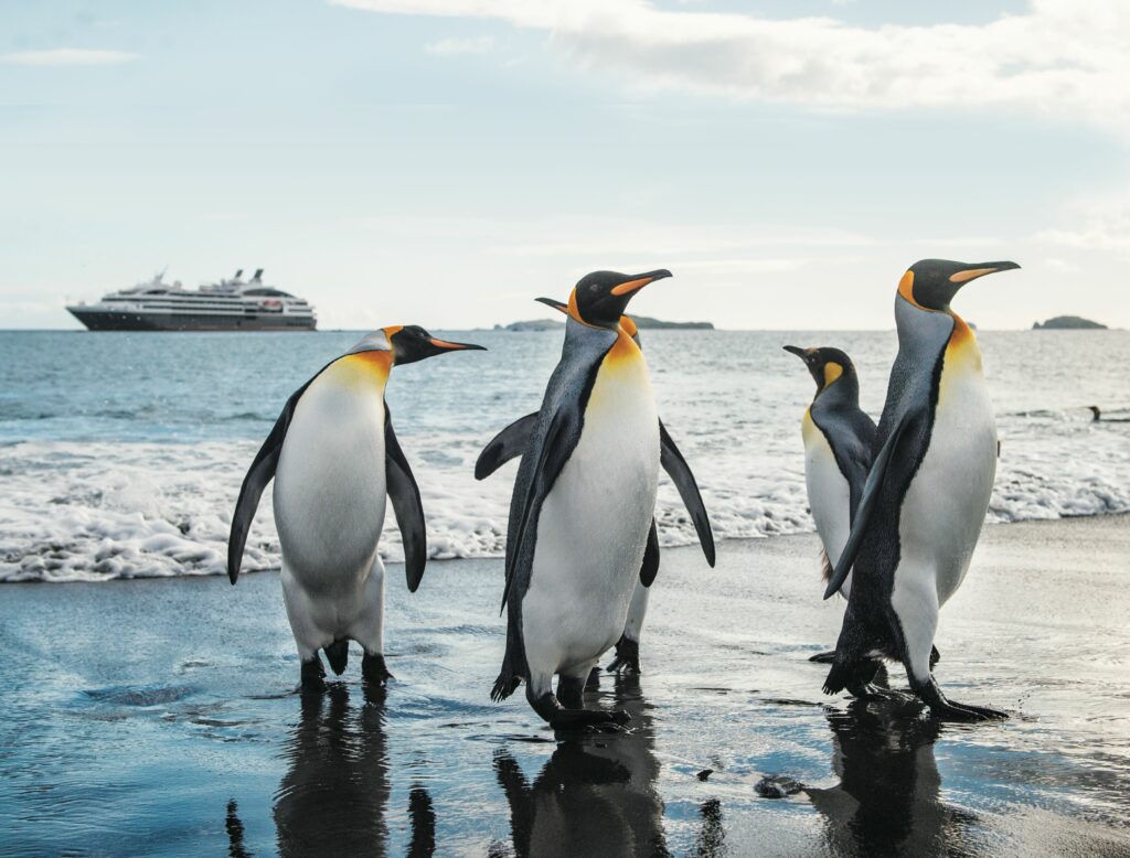 Emperor Penguin-Travel to Antarctica: Wildlife, Wonders, and Shared Experiences for Gay Travelers on a Luxury Tour