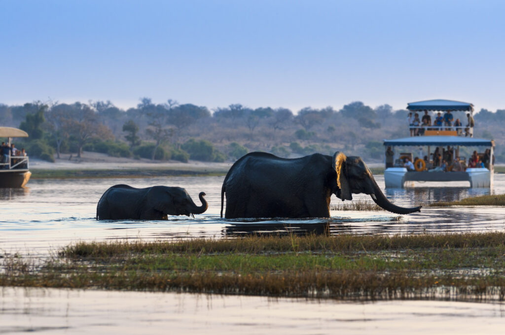 The Marvels of a Botswana Luxury Safari for Gay Travelers